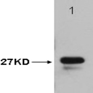 T7-Tag Mouse mAb