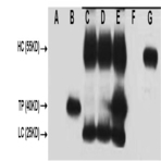 V5-Tag Mouse mAb