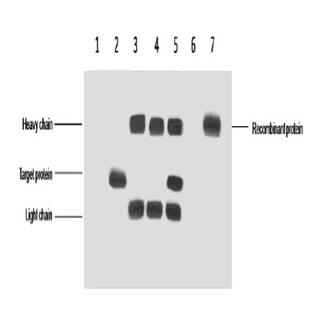 VSV-G-Tag Mouse mAb