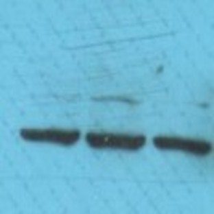 Histone H3 (Tri-Methyl K9) mAb