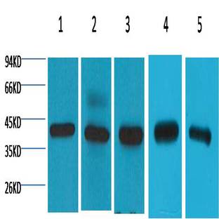 eIF4A1 Mouse mAb