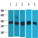 eIF4A1 Mouse mAb