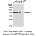 Plant Actin mAb