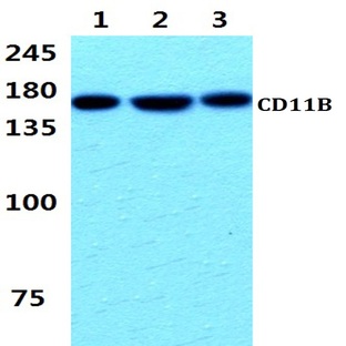 CD11B (L1) mAb 