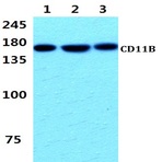 CD11B (L1) mAb 