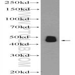 SHD Antibody - Src homology 2 domain containing transforming protein D