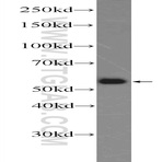 SAAL1 Antibody - serum amyloid A-like 1