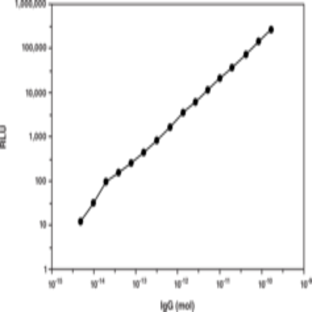 Acridinium Protein Labeling Kit