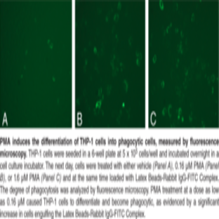 Phagocytosis Assay Kit (IgG FITC)