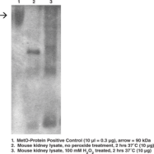 Methionine Sulfoxide Immunoblotting Kit