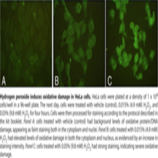 Aldehyde Site (DNA and Protein) Detection Kit