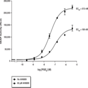 EP2 Receptor (rat) STEP Reporter Assay Kit (Luminescence)