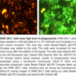 Phagocytosis Assay Kit (IgG PE)