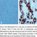 Adipogenesis Assay Kit