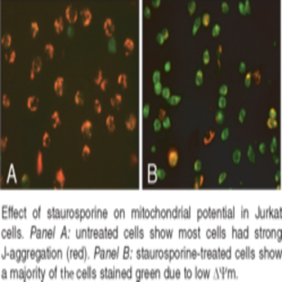 JC-1 Mitochondrial Membrane Potential Assay Kit