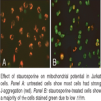 JC-1 Mitochondrial Membrane Potential Assay Kit