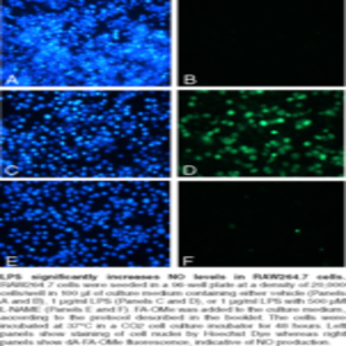 Nitric Oxide Cell-Based Assay Kit