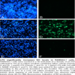 Nitric Oxide Cell-Based Assay Kit