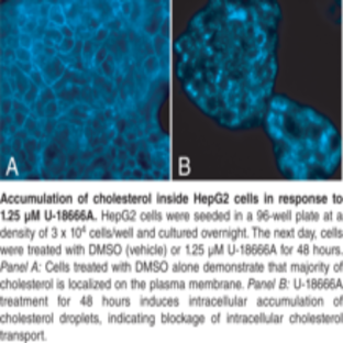 Cholesterol Cell-Based Detection Assay Kit