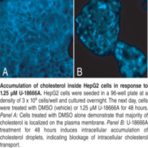 Cholesterol Cell-Based Detection Assay Kit