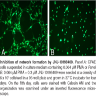 In Vitro Angiogenesis Assay Kit