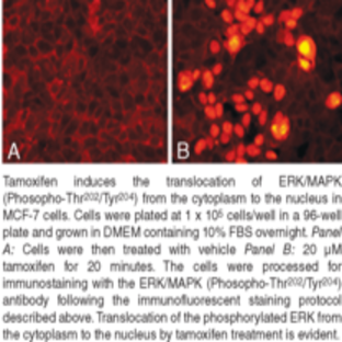 ERK/MAPK (Phospho-Thr202/Tyr204) Cell-Based Phosphorylation/Translocation Assay Kit