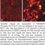 ERK/MAPK (Phospho-Thr202/Tyr204) Cell-Based Phosphorylation/Translocation Assay Kit