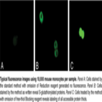 S-Glutathionylated Protein Detection Kit