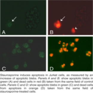 Apoptotic Blebs Assay Kit