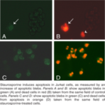 Apoptotic Blebs Assay Kit