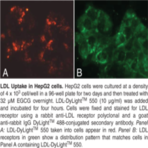 LDL Uptake Cell-Based Assay Kit