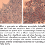 Steatosis Colorimetric Assay Kit