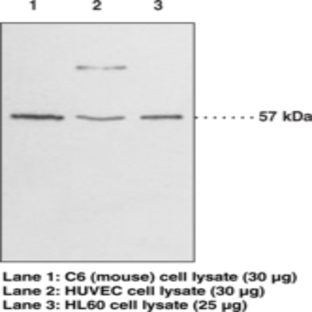 GPR17 (C-Term) Polyclonal Antibody