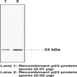 Prostaglandin E Synthase (cytosolic, FL) Polyclonal Antibody