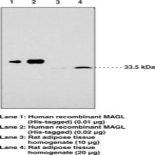 Monoacylglycerol Lipase (FL) Polyclonal Antibody