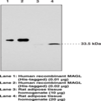 Monoacylglycerol Lipase (FL) Polyclonal Antibody