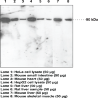 Nrf2 (C-Term) Polyclonal Antibody