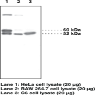 Programmed Cell Death Protein 4 (C-Term) Polyclonal Antibody