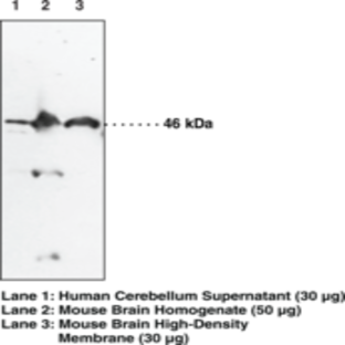 NAPE-PLD Polyclonal Antibody (aa 6-20)