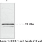 Chemokine-Like Receptor 1 Polyclonal Antibody