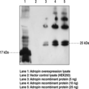 Adropin Polyclonal Antibody