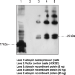 Adropin Polyclonal Antibody