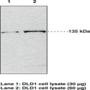 JMJD2A Polyclonal Antibody