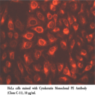 Cytokeratin Monoclonal PE Antibody (Clone C-11)