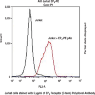 EP4 Receptor (C-Term) Polyclonal PE Antibody