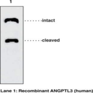 ANGPTL3 (human) Monoclonal Antibody (Clone Kairos-37)