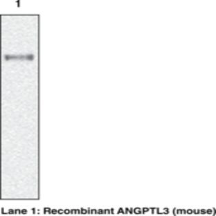 ANGPTL3 (mouse) Monoclonal Antibody (Clone Kairos3-1541)