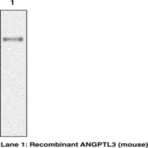 ANGPTL3 (mouse) Monoclonal Antibody (Clone Kairos3-1541)