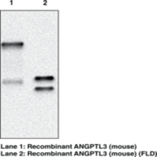 ANGPTL3 (mouse) Monoclonal Antibody (Clone Kairos3-3741)