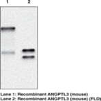 ANGPTL3 (mouse) Monoclonal Antibody (Clone Kairos3-3741)